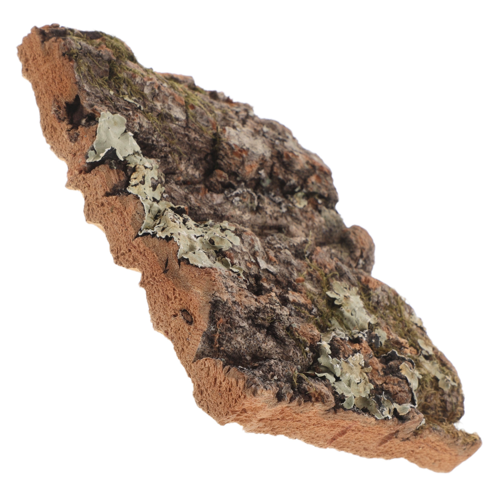 Aquarium Planted Wall - Cork Bark Tree Bark for Reptile